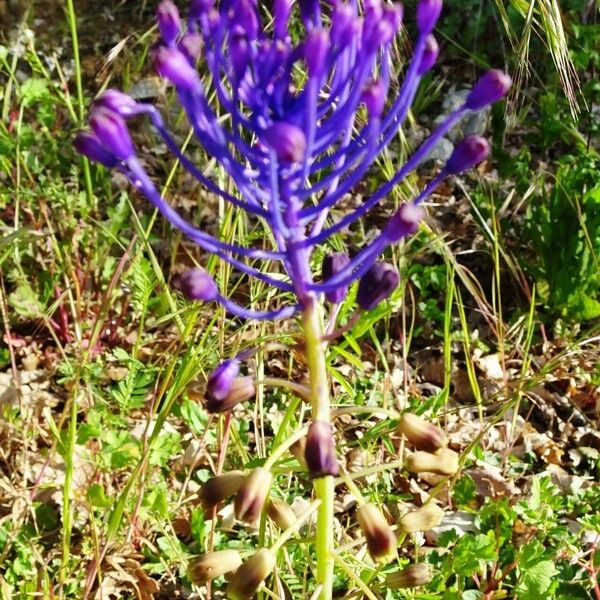 Muscari comosum Квітка