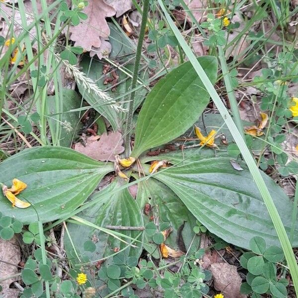 Plantago media Blad