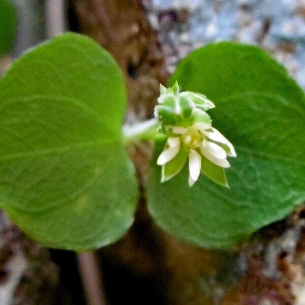 Stellaria media Floro