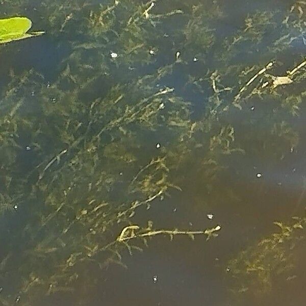 Potamogeton perfoliatus Leaf