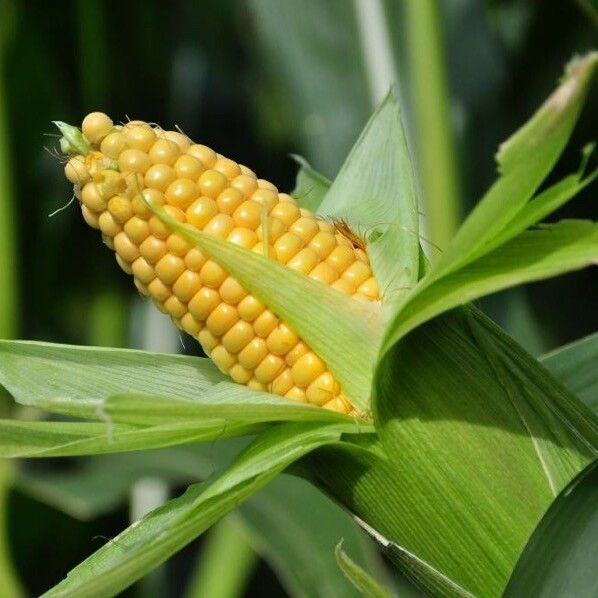 Zea mays Fruit