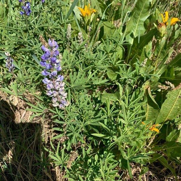 Lupinus argenteus Flors