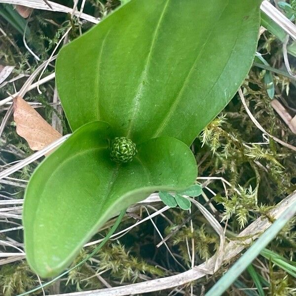 Neottia ovata Leaf