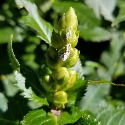 Chelone glabra 花