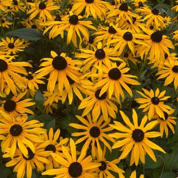 Rudbeckia fulgida Flor