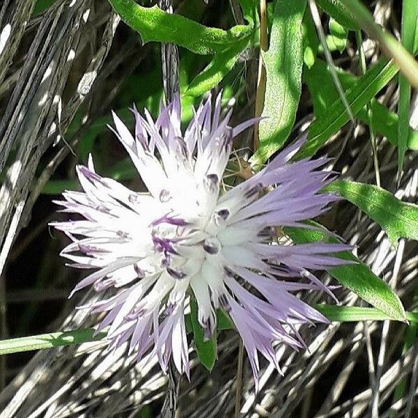 Centaurea aspera Žiedas