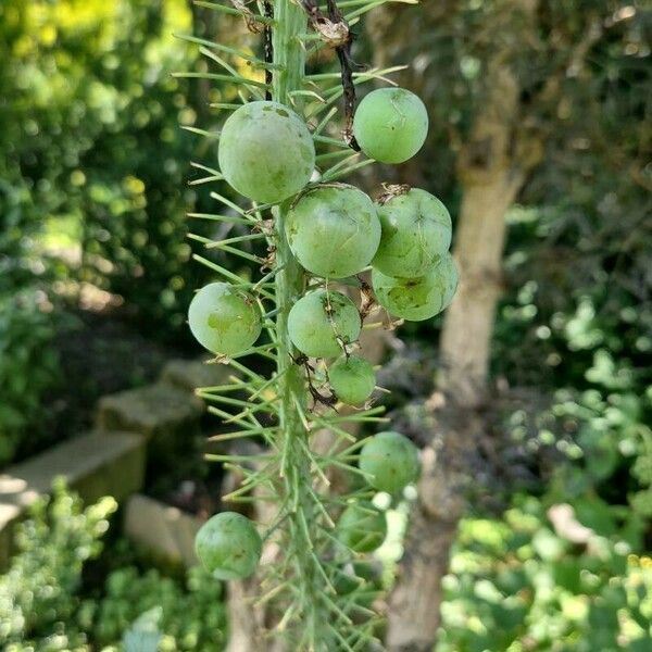 Eremurus robustus Fruit