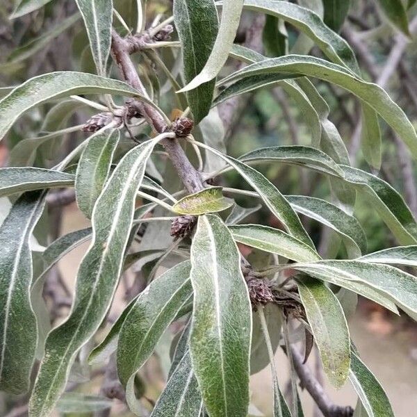 Pyrus salicifolia Leaf