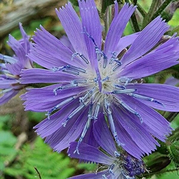 Lactuca alpina फूल