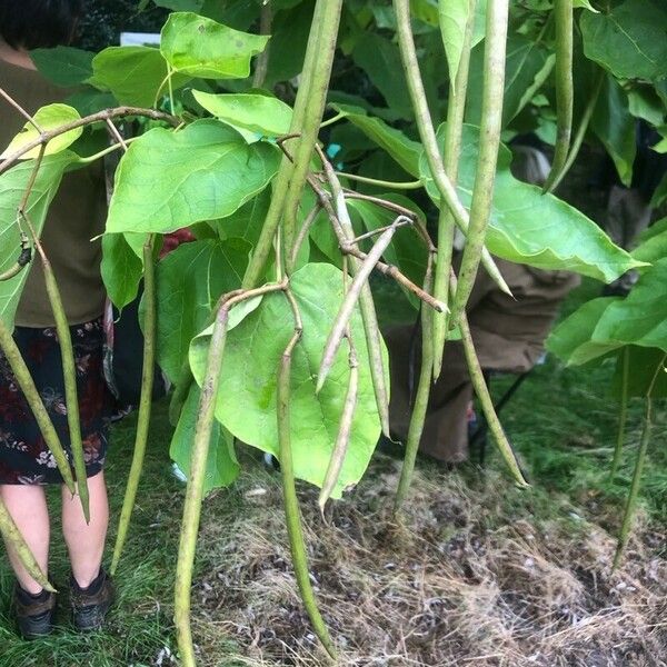 Catalpa ovata ᱡᱚ