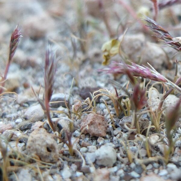 Bouteloua simplex Habit