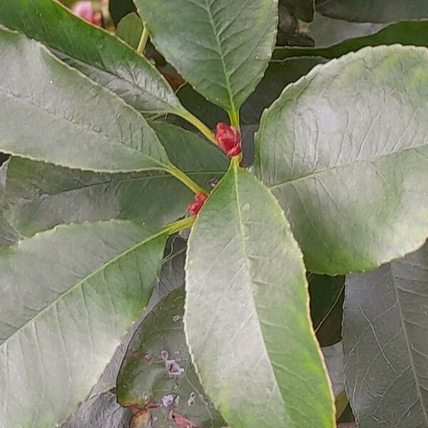 Photinia fraseri Blad