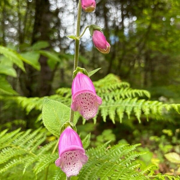 Digitalis thapsi Kukka