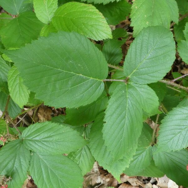 Rubus scaber Feuille