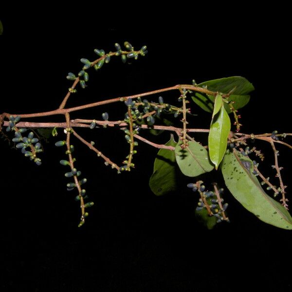 Phthirusa pyrifolia Ovoce