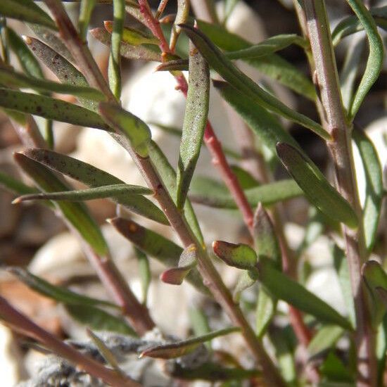 Polygala alba Pokrój