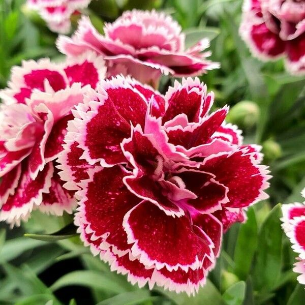 Dianthus chinensis 花