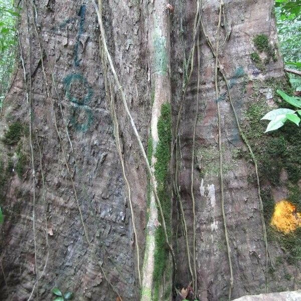 Pouteria eugeniifolia Bark