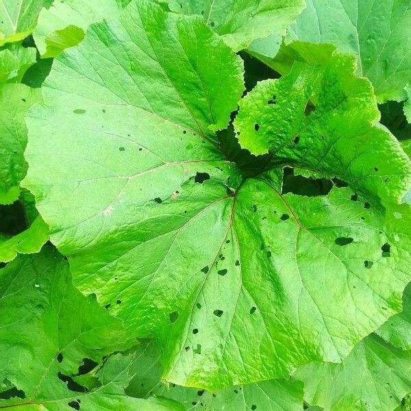 Petasites hybridus Leaf