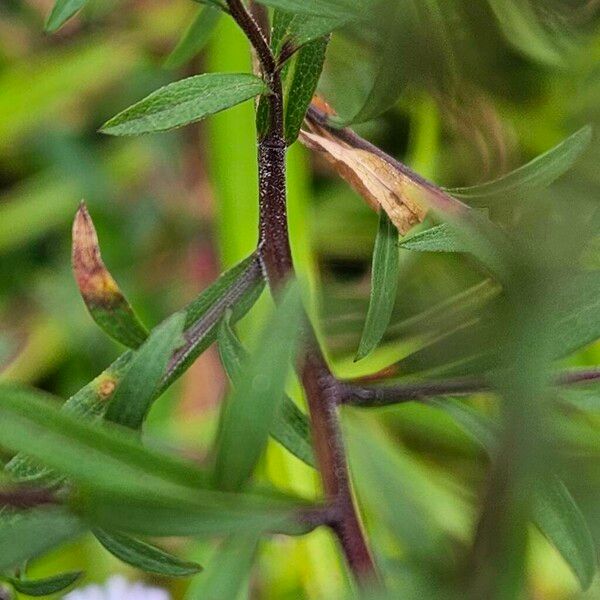 Symphyotrichum novi-belgii Bark