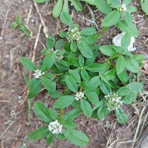 Mitracarpus hirtus Foglia