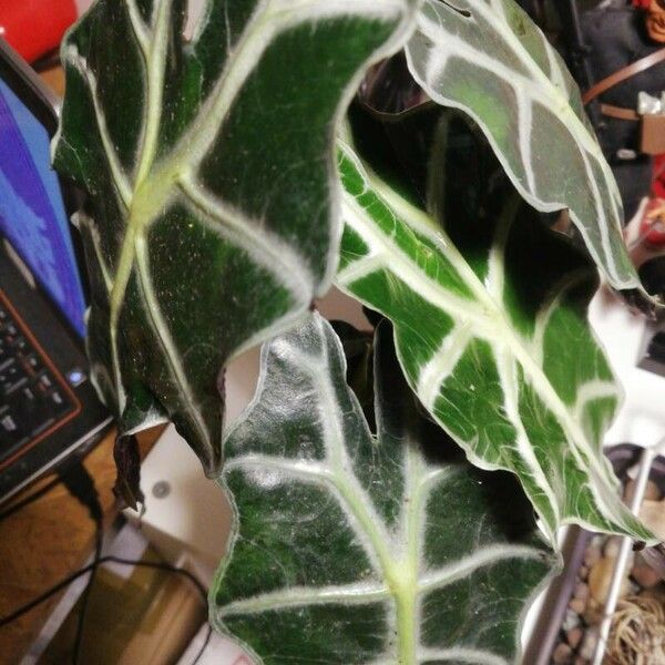 Alocasia sanderiana Blad