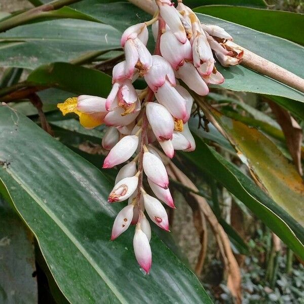 Alpinia zerumbet Flower