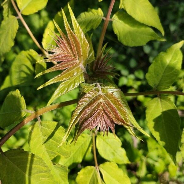 Ailanthus altissima পাতা