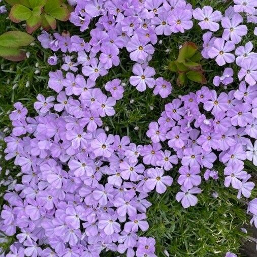 Phlox diffusa 花