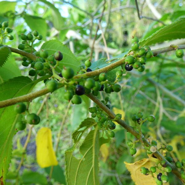 Trema orientale Fruit