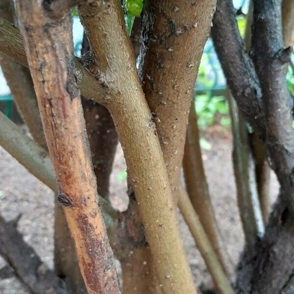 Ligustrum ovalifolium 樹皮