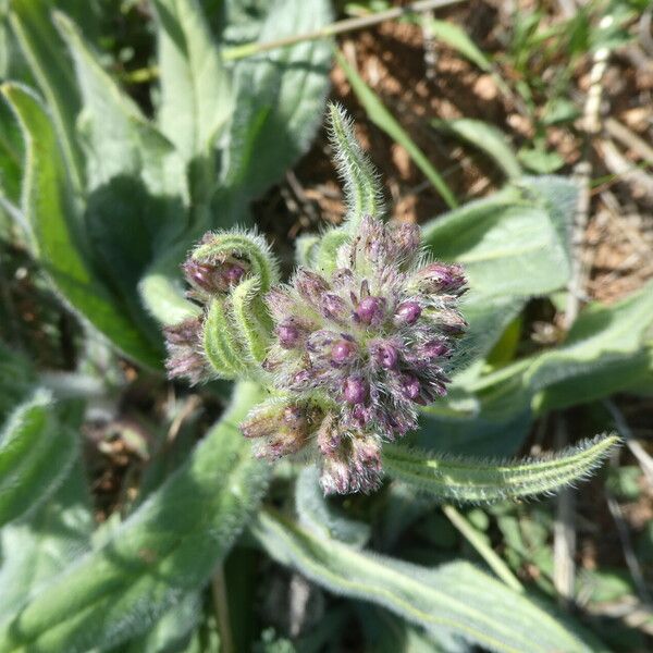 Anchusa azurea Outro