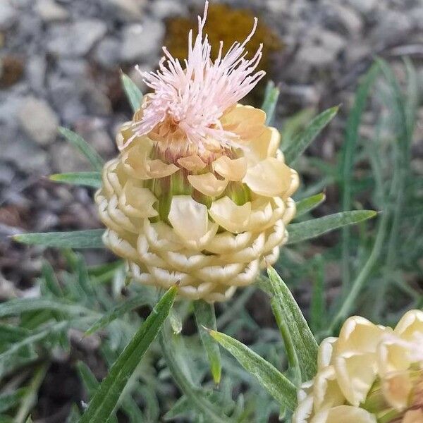 Rhaponticum coniferum Flors