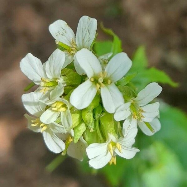 Pseudoturritis turrita फूल