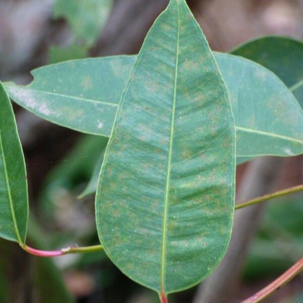 Eucalyptus robusta Blad