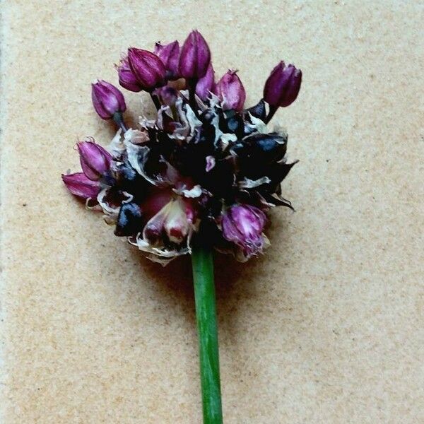 Allium scorodoprasum Цвят