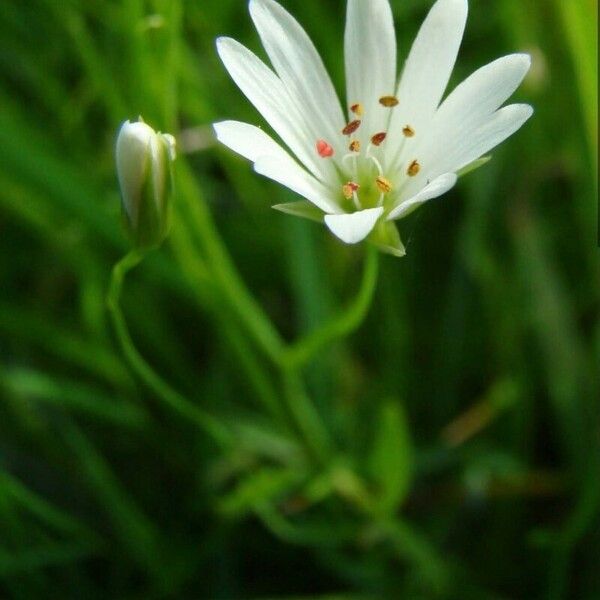 Stellaria palustris Flor