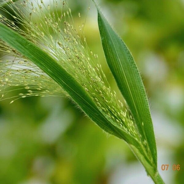 Panicum capillare Buveinė