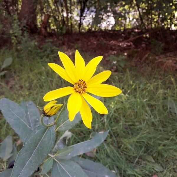 Helianthus tuberosus Žiedas