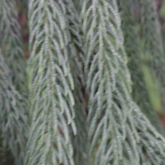 Araucaria columnaris Leaf