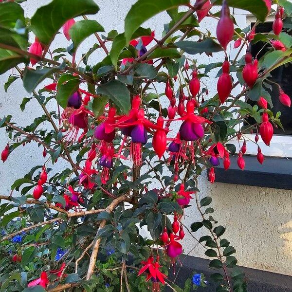 Fuchsia magellanica 花