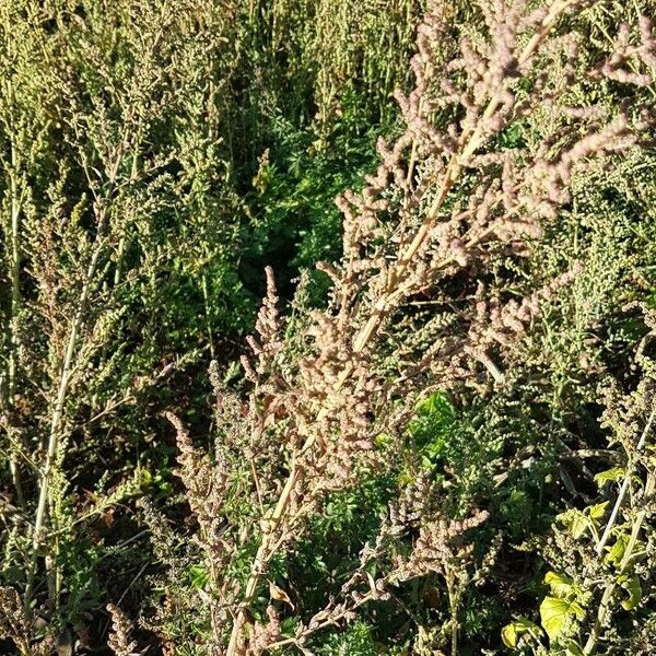 Atriplex littoralis Foglia