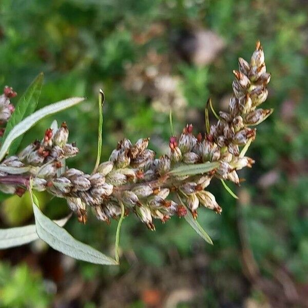 Artemisia vulgaris Плод