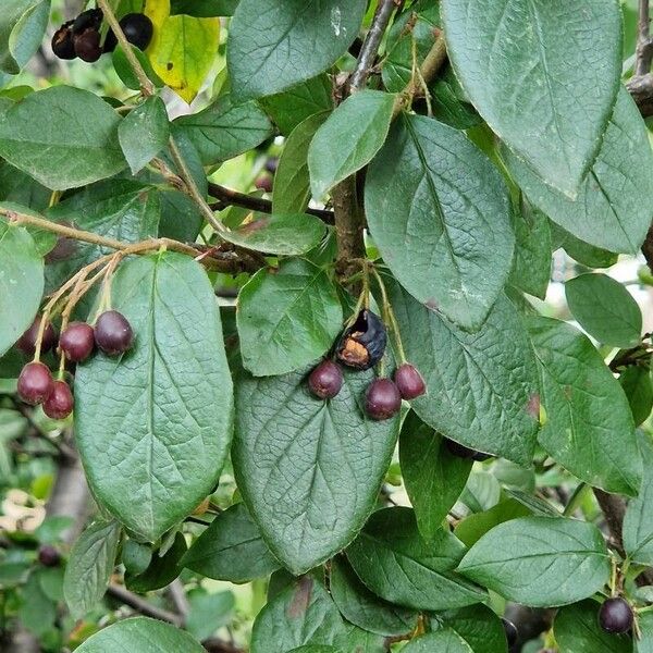 Cotoneaster acutifolius পাতা