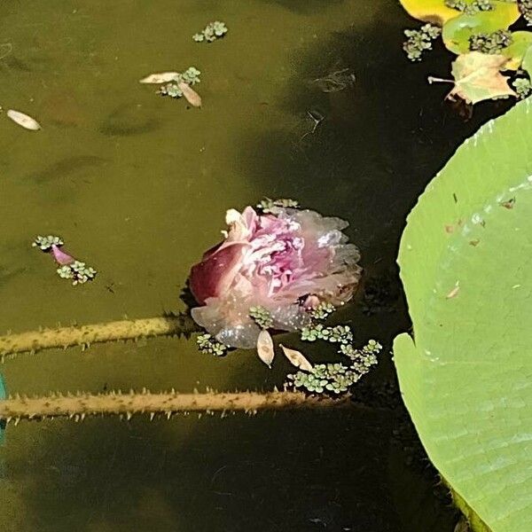 Victoria amazonica Flower