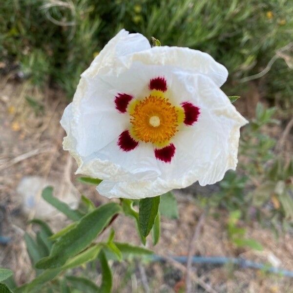 Cistus ladanifer Cvet