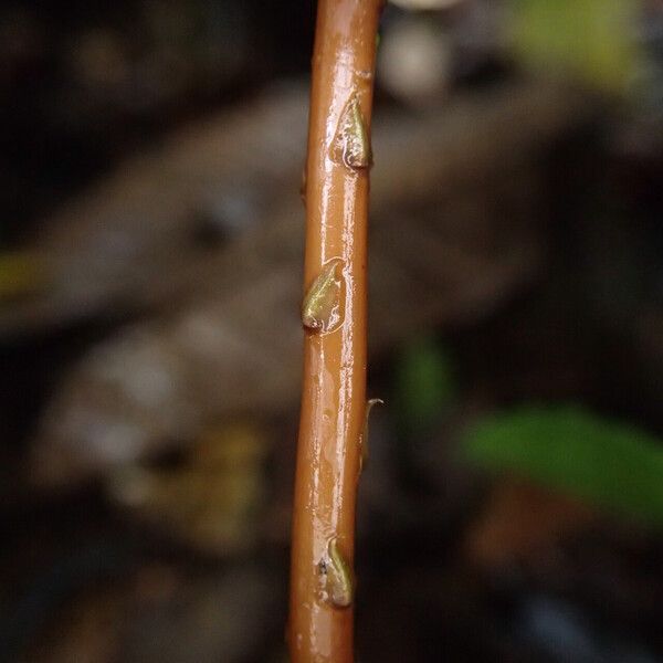 Selaginella vogelii Other