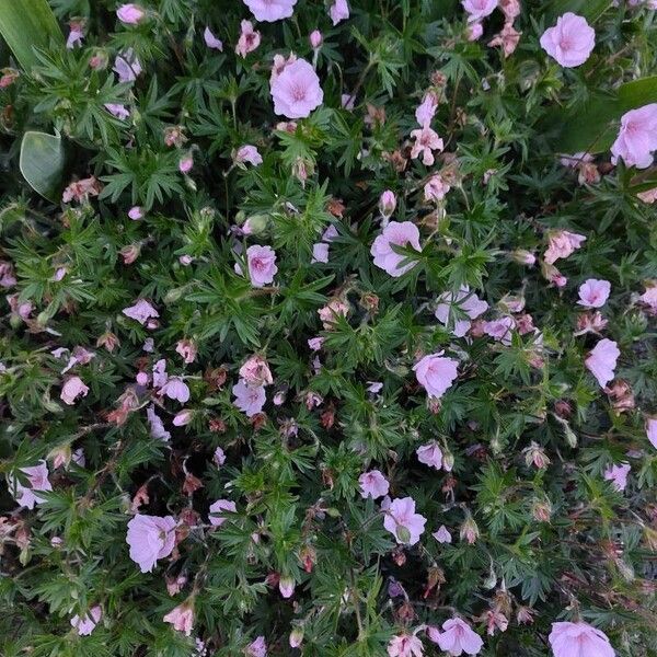 Geranium sanguineum Habitus