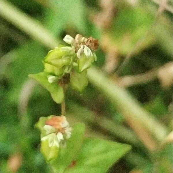 Fagopyrum tataricum Fiore