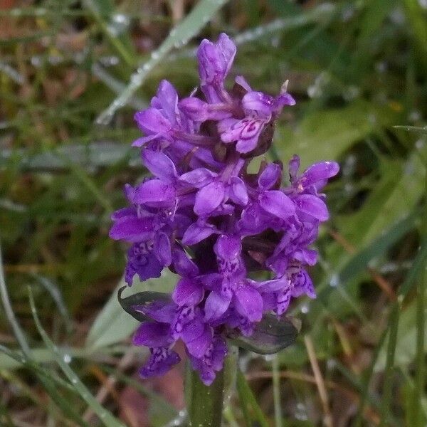 Dactylorhiza majalis Blodyn